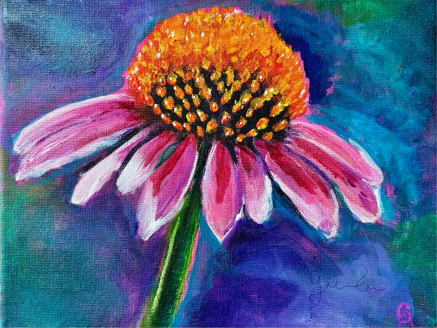 Echinacea